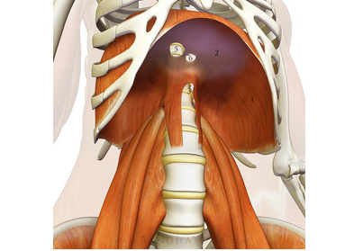 Psoas ve Diyafram bağlantısı